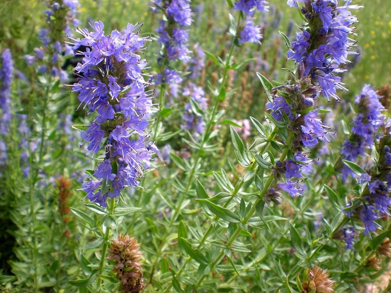 Иссоп синий зверобой