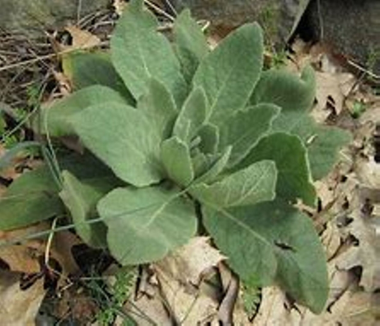 Сиберика трава съедобная