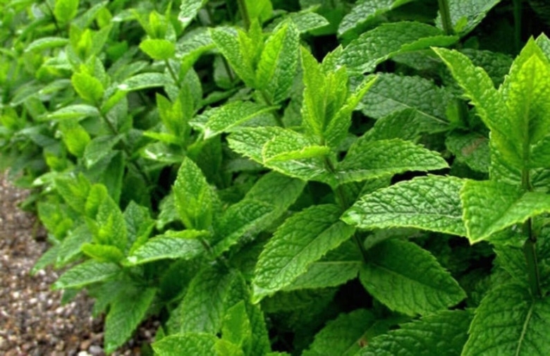 Мята Orangenminze