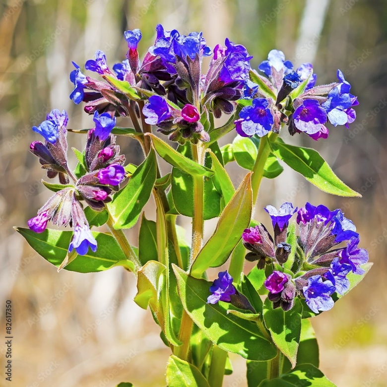 Pulmonaria mollis