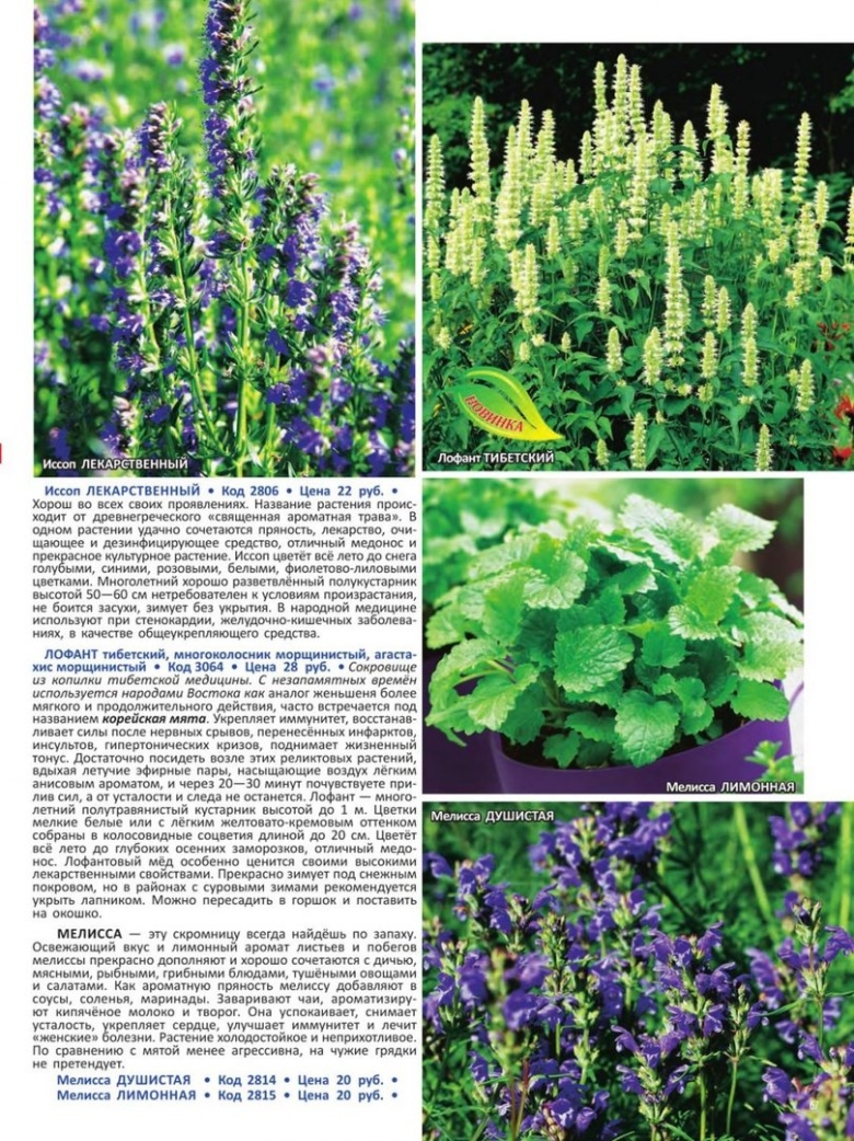 Растение тибетский лофант