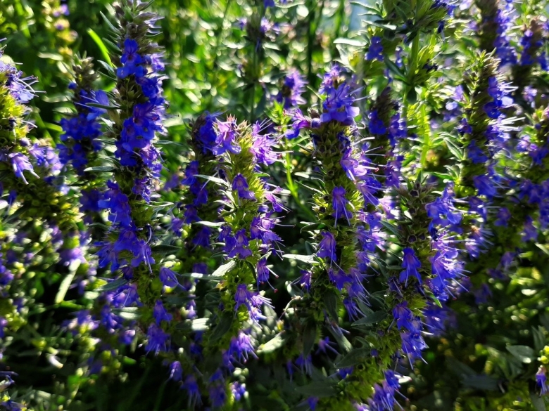 Голубой зверобой иссоп