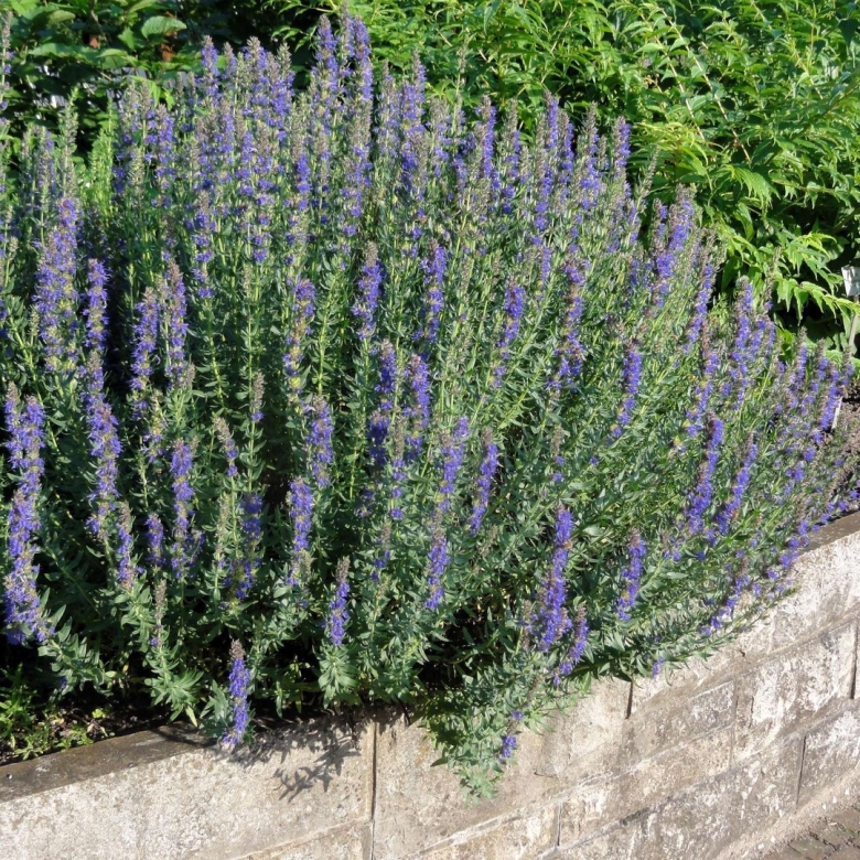 Иссоп синий зверобой