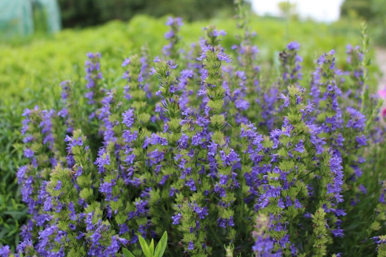 Иссоп лекарь