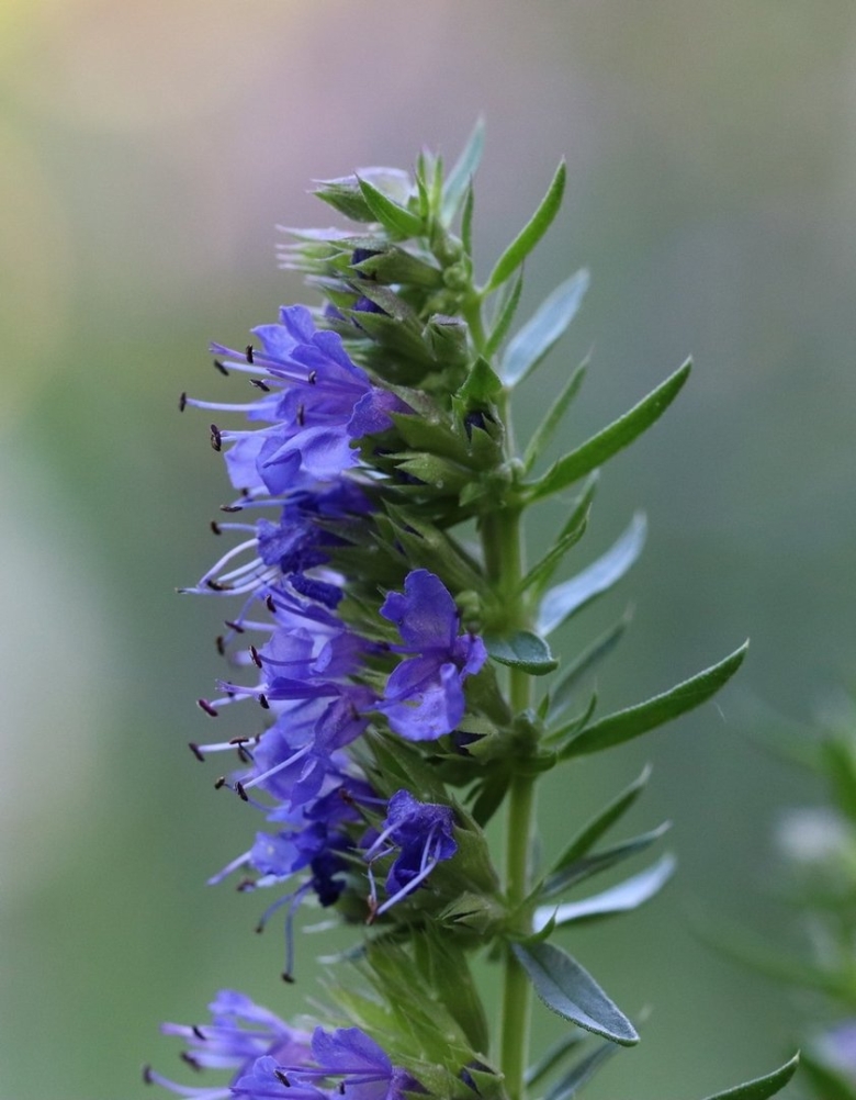 Иссоп лекарственный синий