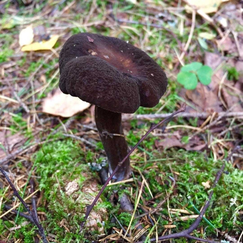 Млечник гриб серушка