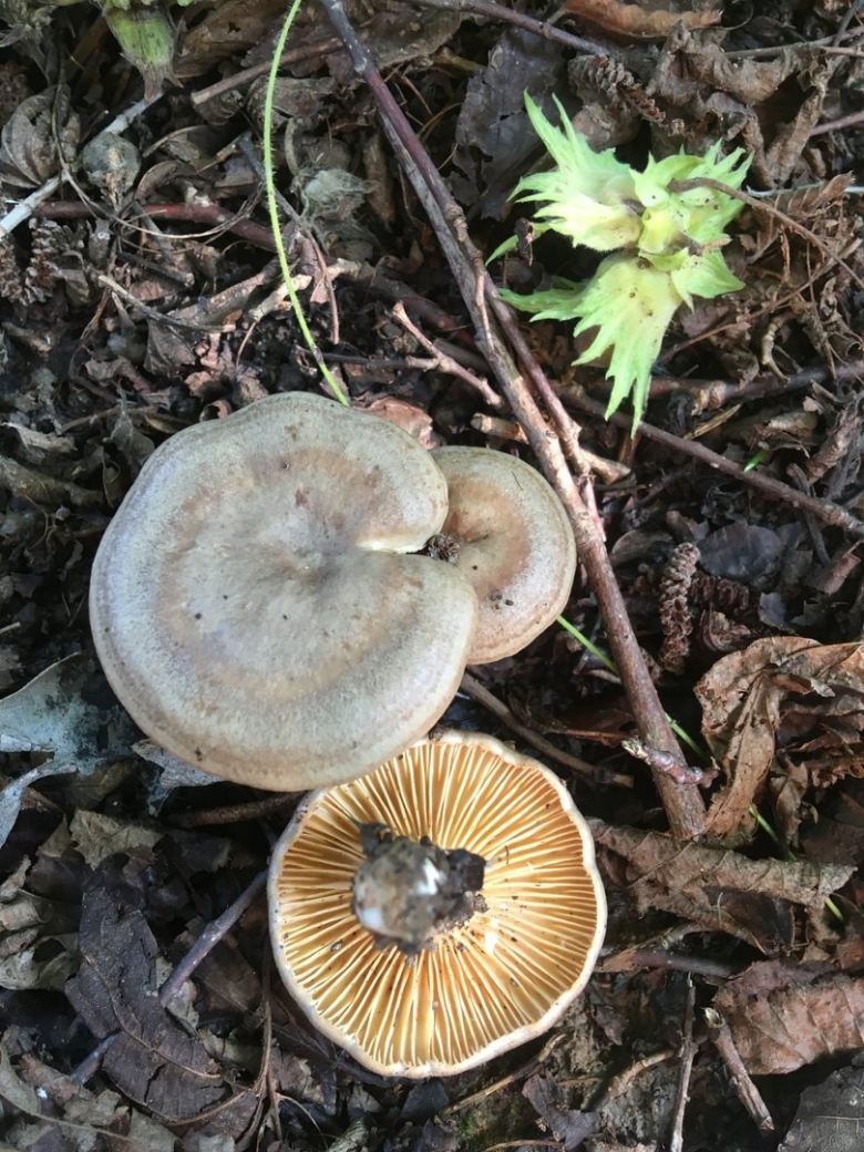 Lactarius flexuosus серушка