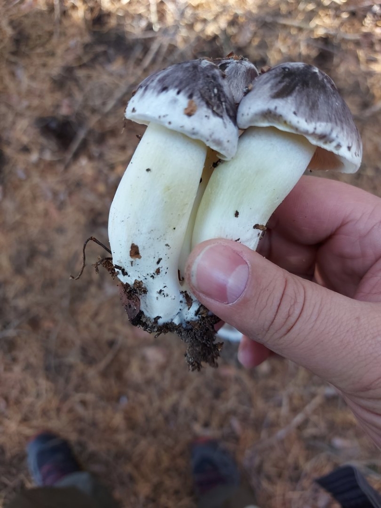 Рядовка серая tricholoma portentosum