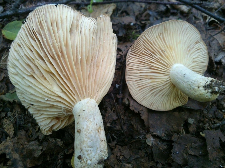 Lactarius flexuosus серушка