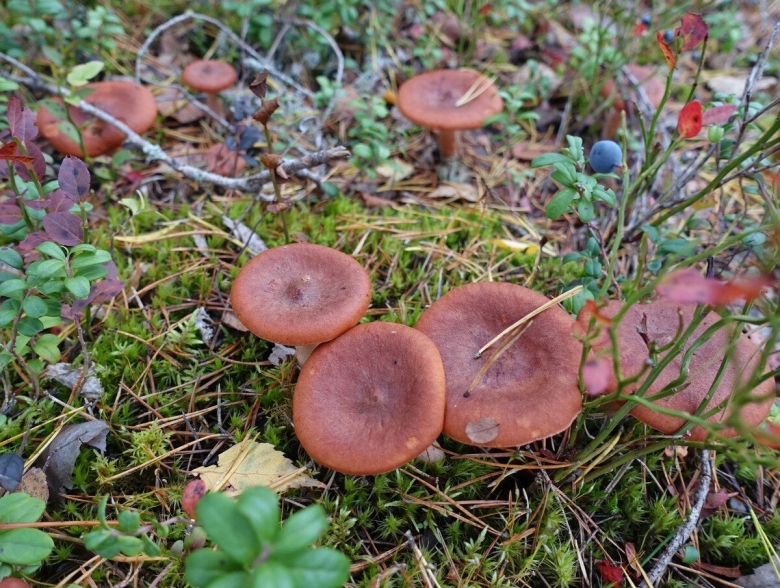 Путики гриб