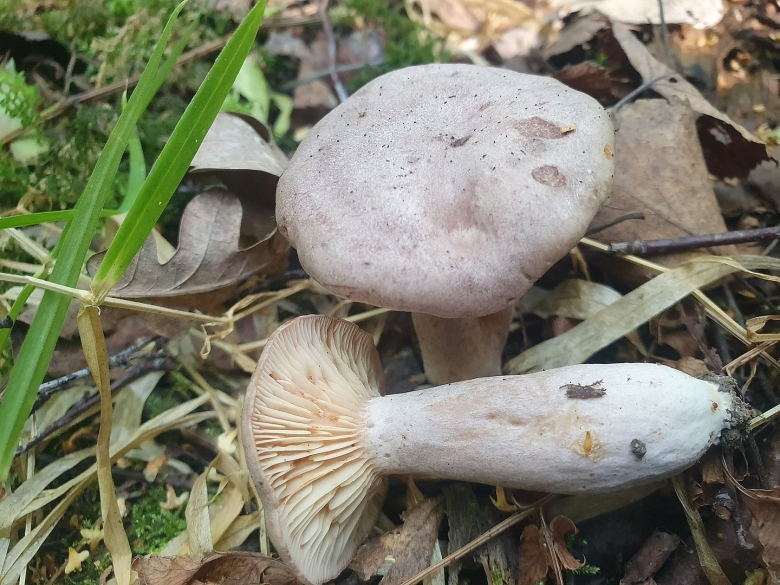 Серушки и зеленушки