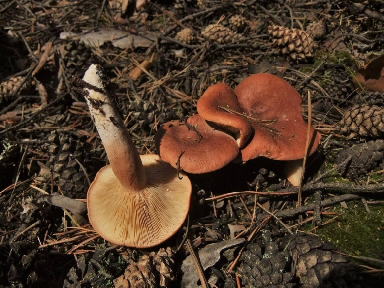 Гриб млечник горькушка