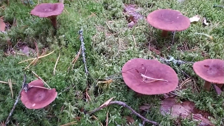 Млечник горькушка