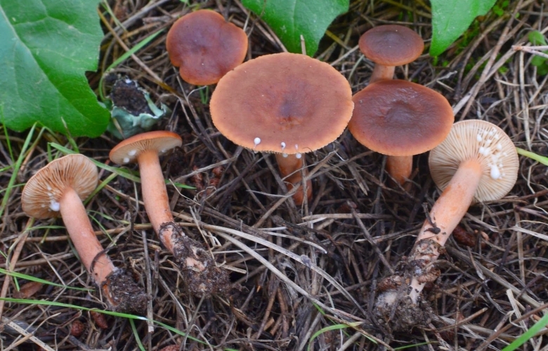 Горькушка съедобные грибы