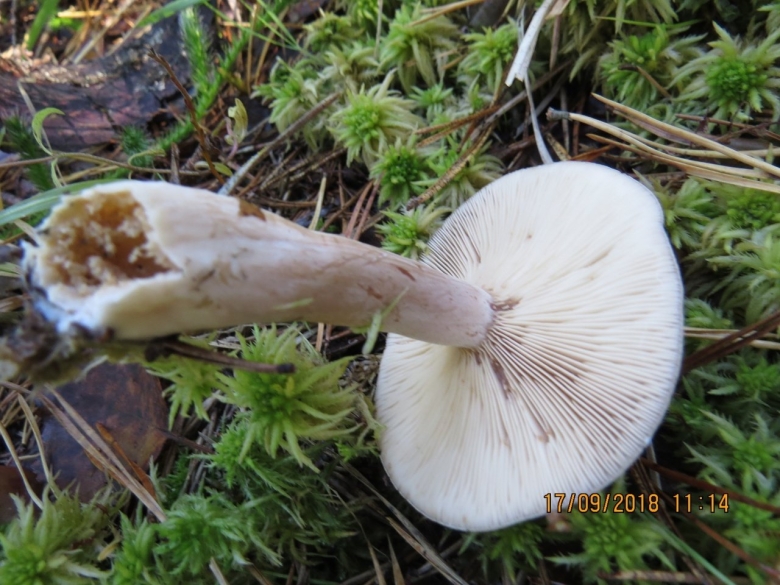 Груздь сосочковый фото