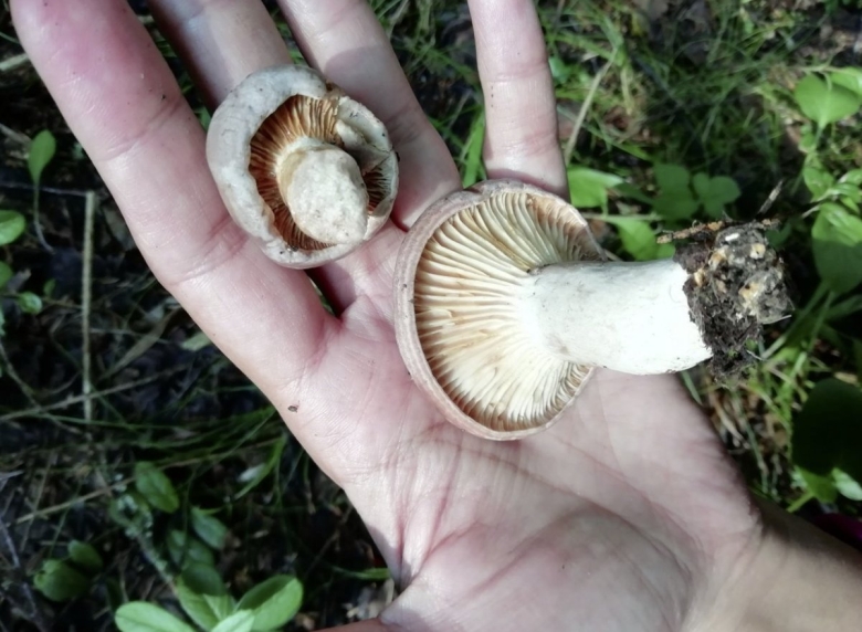 Серушка гриб Lactarius flexuosus