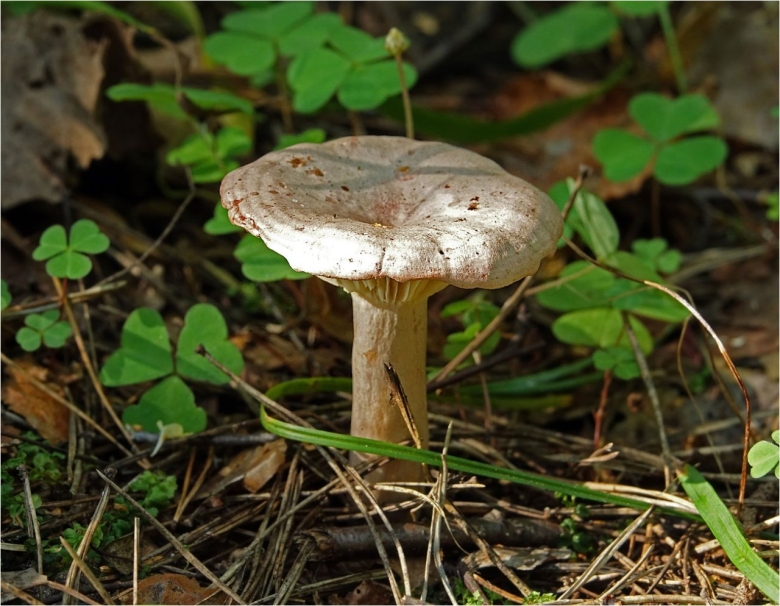 Серушка гриб