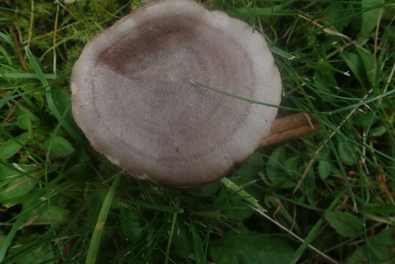 Подорешник Сахалинский гриб