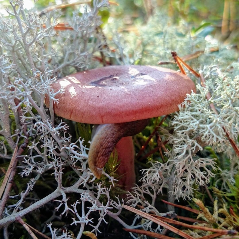 Груздь горькушка