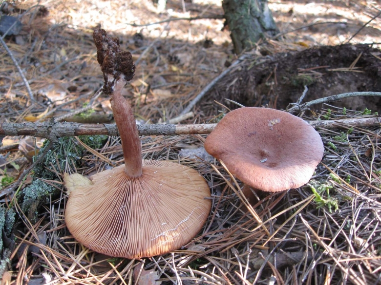 Горькушки в Карелии