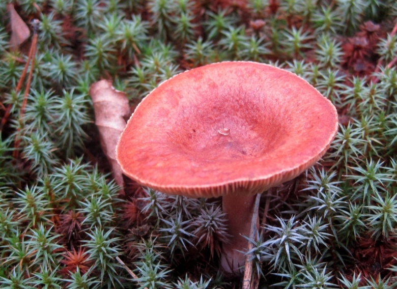 Гриб млечник горькушка