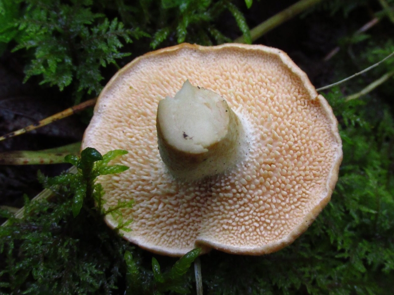 Ежовик ложная Лисичка