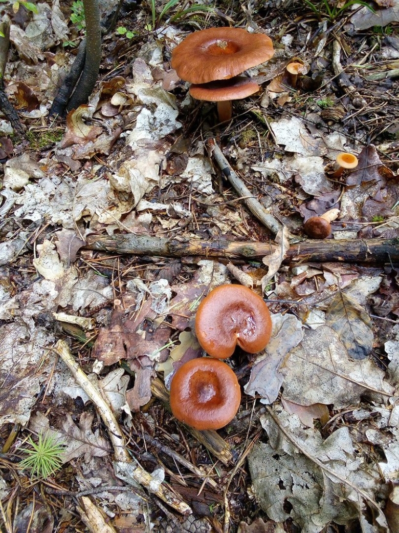 Груздь горькушка