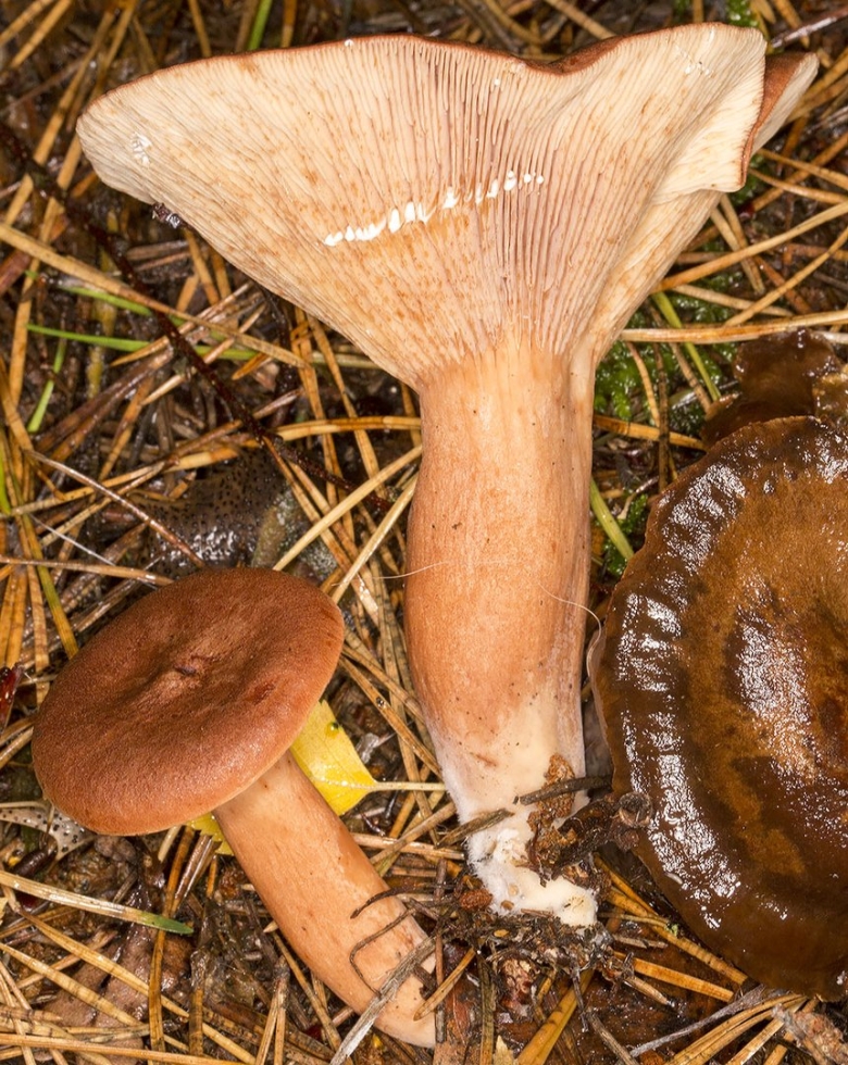 Млечник дубовый Lactarius Quietus