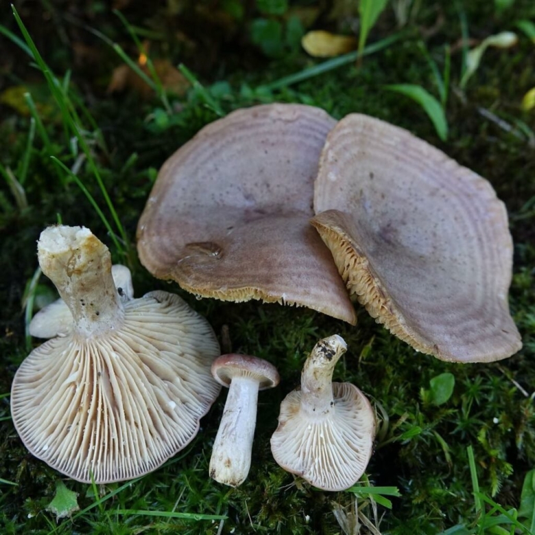 Грибы серушки и зеленушки