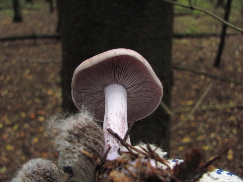 Рядовка Фиалковая Lepista Irina