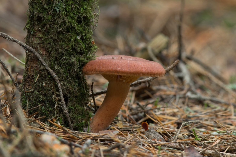 Горькушка гриб ложный