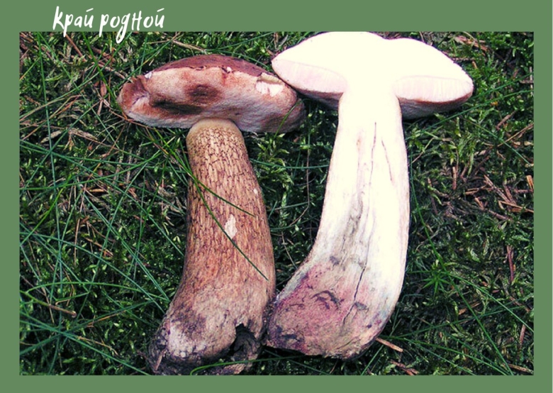 Желчный гриб горчак