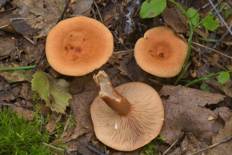 Млечник неедкий оранжевый