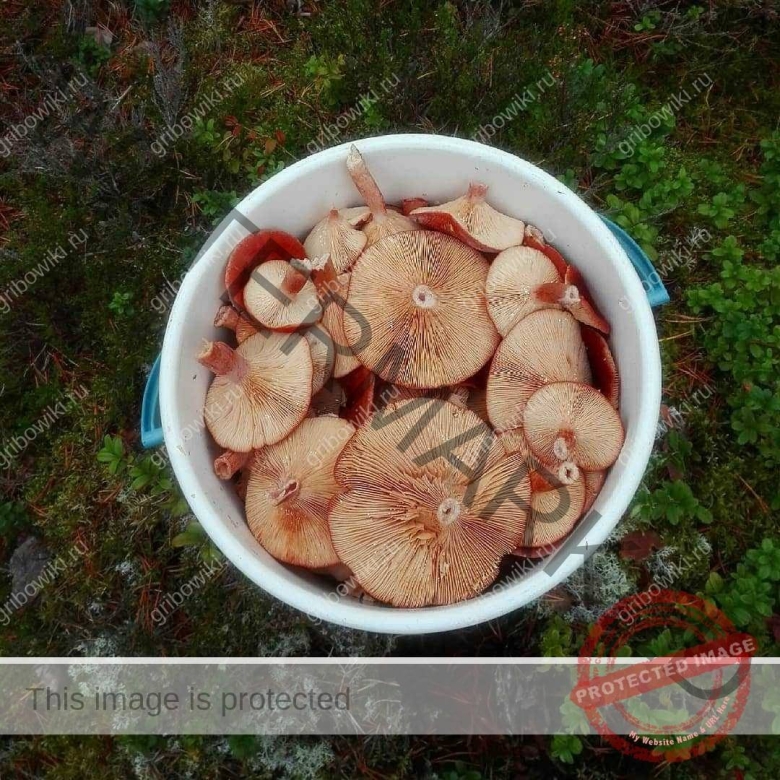 Гриб горькушка фото и описание как готовить