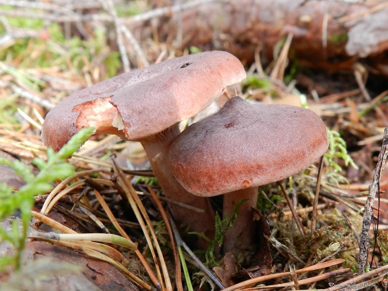 Горькушки грибы съедобные