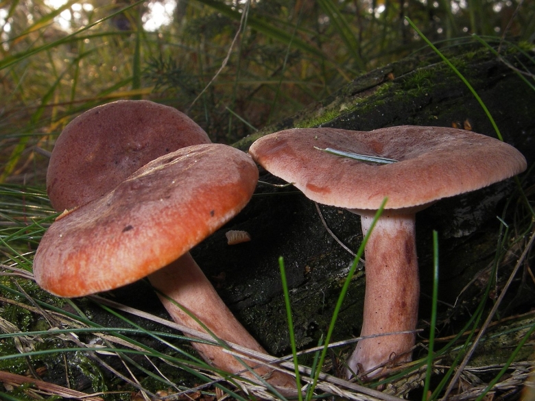 Lactarius Rufus