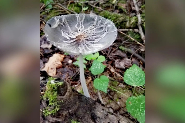 Грибы шипы Городецкий район