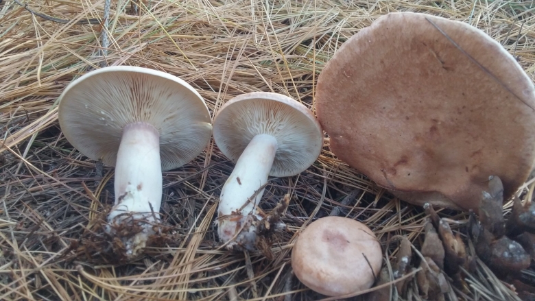 Млечник дубовый Lactarius Quietus