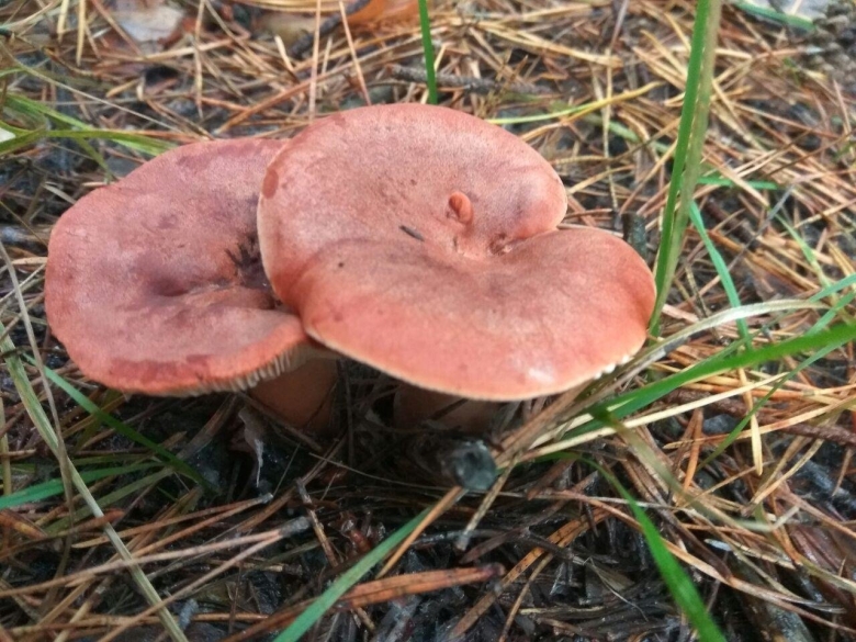 Млечник горькушка