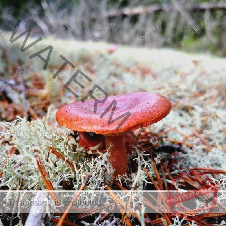 Горькушка гриб ложный