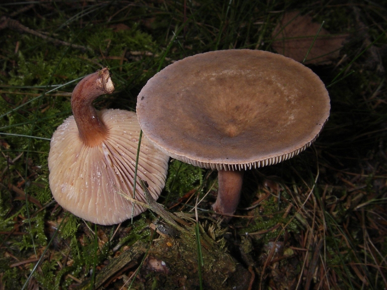 Млечник серо розовый lactarius helvus