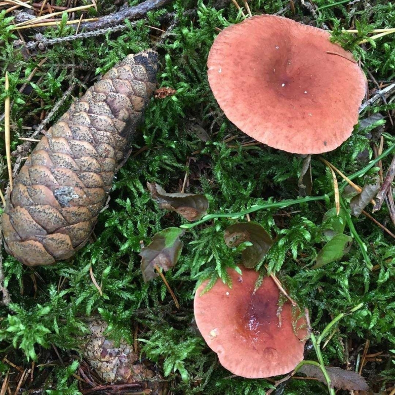 Млечник Ольховый гриб