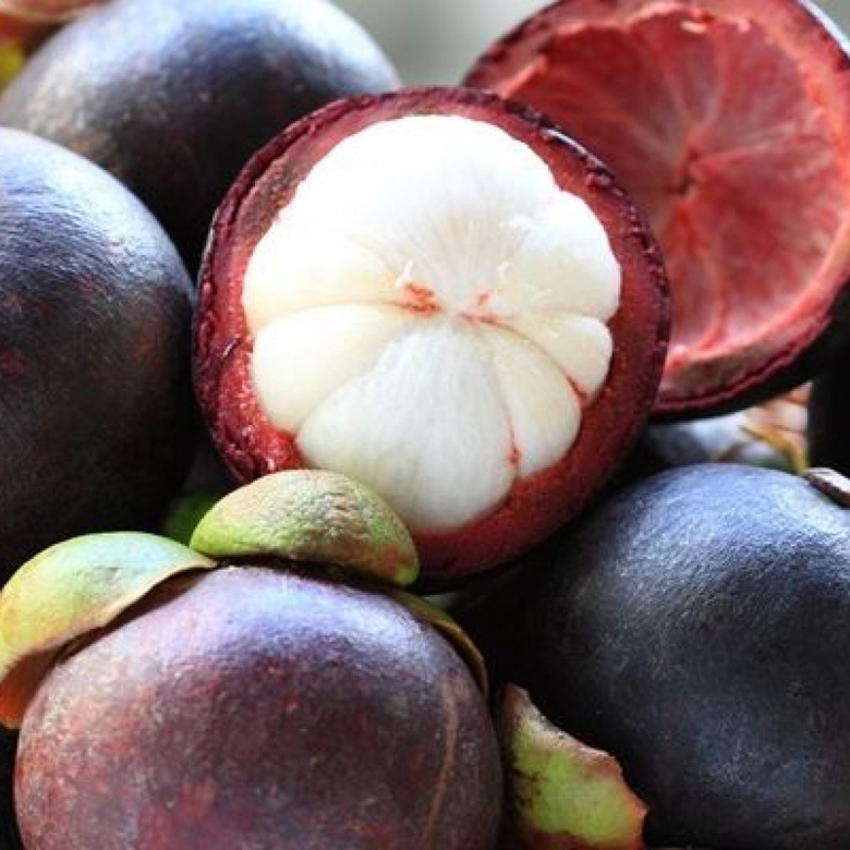 Мангостан мангустин