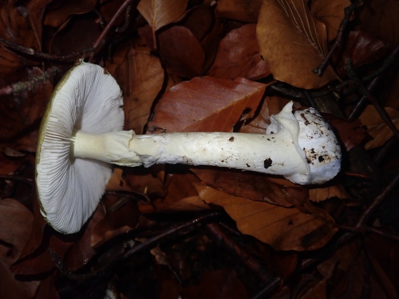 Отравление бледной поганкой