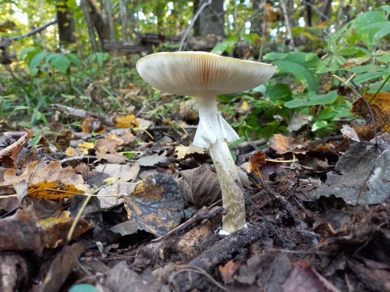 Бледная поганка гриб