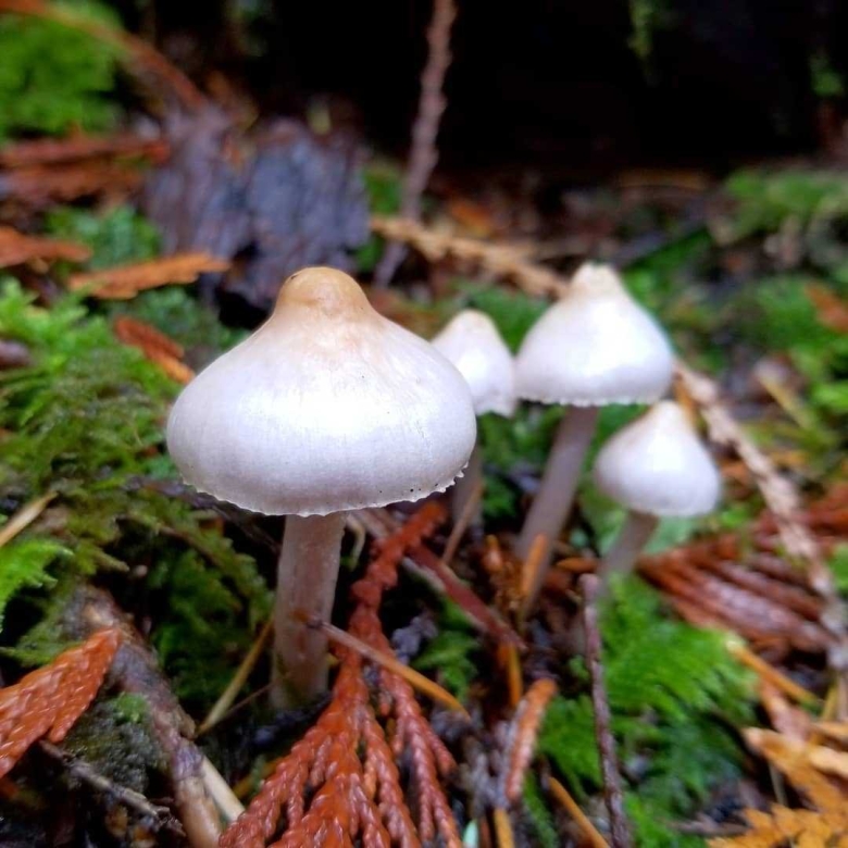 Волоконница Земляная гриб