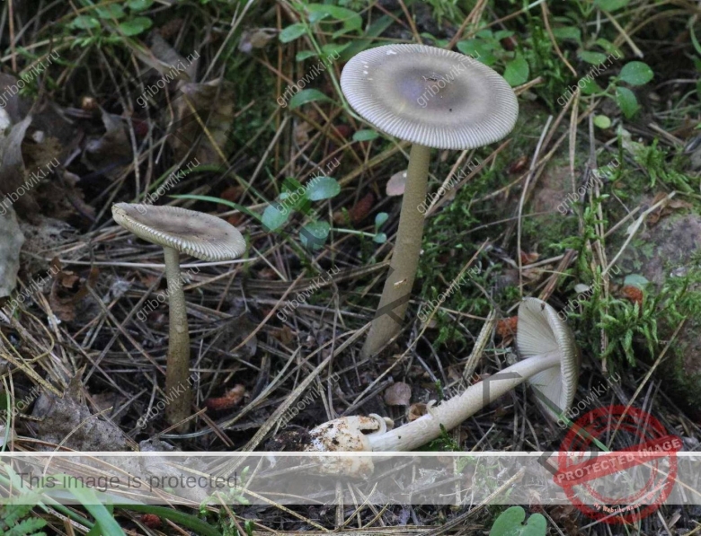 Мухомор зеленый или бледная поганка