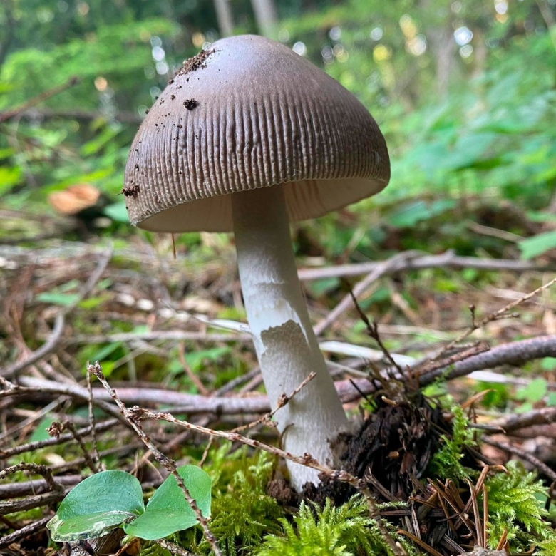 Бледная поганка