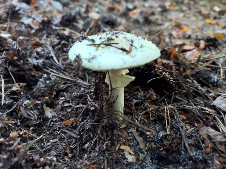 Бледная поганка гриб