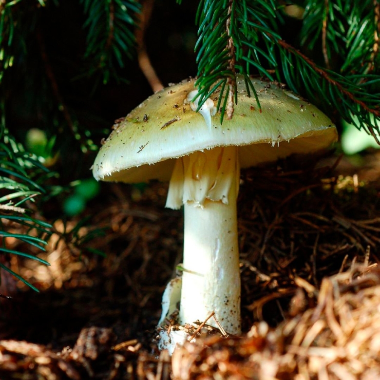 Бледная поганка ядовитая или нет